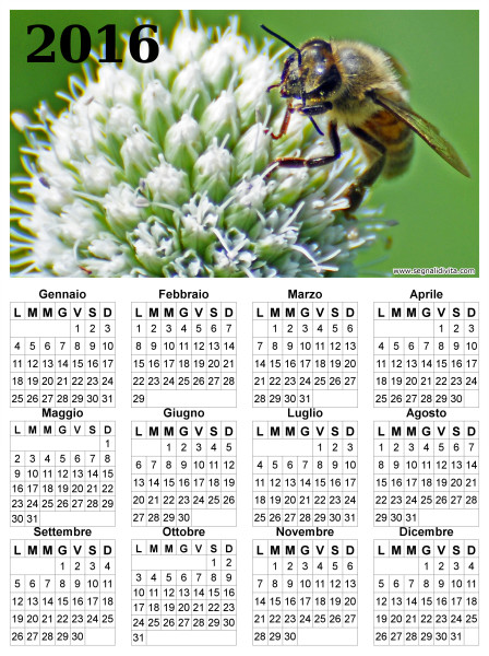 Calendario ape su fiore del 2016