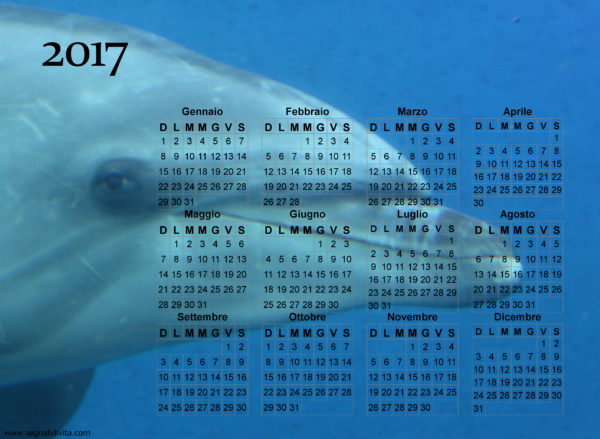 Calendario delfino del 2017