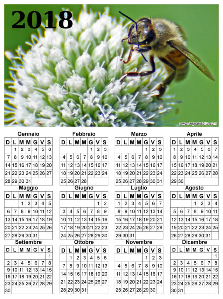 Calendario ape su fiore del 2018