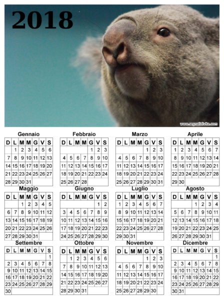 Calendario con Koala del 2018