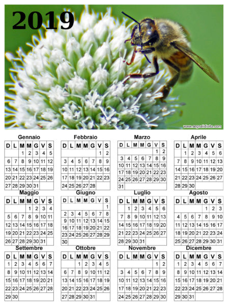 Calendario ape su fiore del 2019