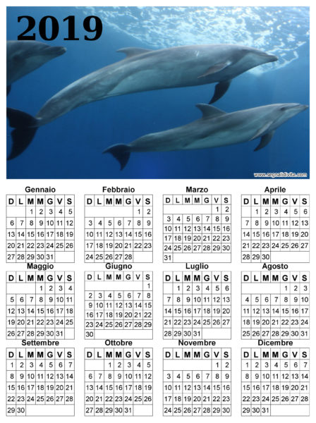 Calendario delfini del 2019