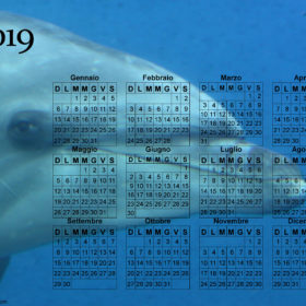 Calendario delfino del 2019