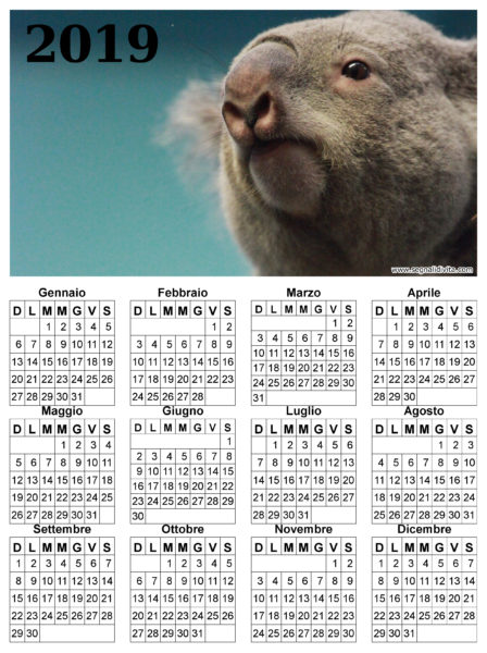 Calendario con Koala del 2019