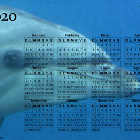 Calendario delfino del 2020