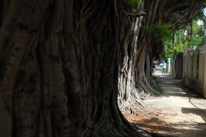 Alberi - L'Avana :: Cuba