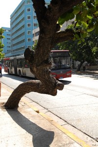 Albero bus - L'Avana :: Cuba