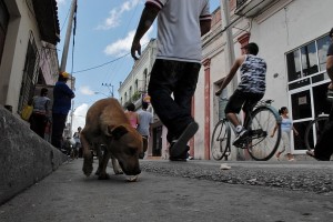 Cane annusando - Camaguey :: Cuba