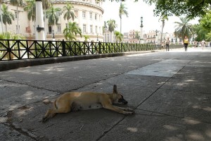 Cane dormendo - L'Avana :: Cuba