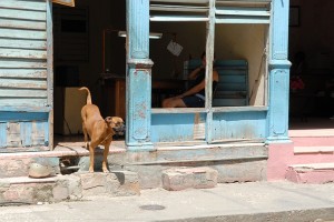 Cane sugli scalini - Holguin :: Cuba