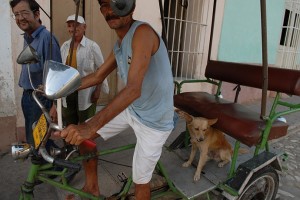 Cane sul riscio - Trinidad :: Cuba