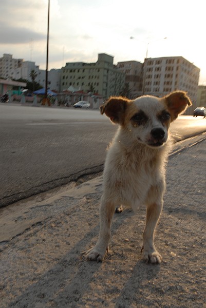 Cane - L'Avana :: Cuba