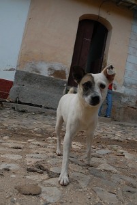 Cane - Trinidad :: Cuba