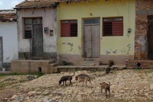 Cani - Trinidad :: Cuba