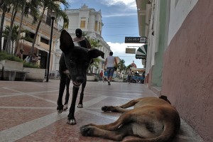 Cani - Cienfuegos :: Cuba