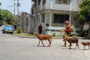 Capre al guinzaglio - Santiago di Cuba :: Cuba