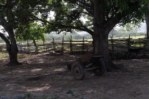 Carro da traino - Trinidad :: Cuba