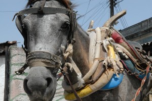 Cavallo - Santiago di Cuba :: Cuba