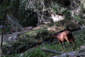 Cavallo - Trinidad :: Cuba