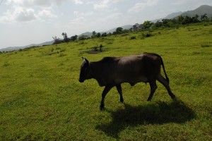 Mucca - Trinidad :: Cuba