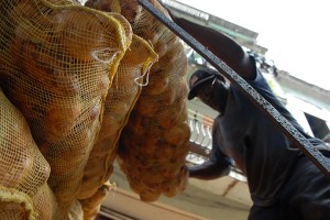 Scaricando patate - L'Avana :: Cuba