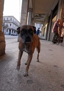 Sguardo cane - L'Avana :: Cuba