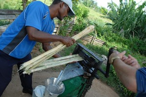 Spremuta di canna da zucchero - Trinidad :: Cuba