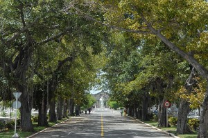 Strada alberata del cimitero - L'Avana :: Cuba