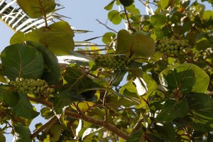 Vegetazione - Cienfuegos :: Cuba